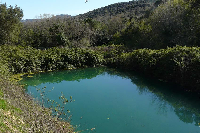 Salamandrine di Maremma